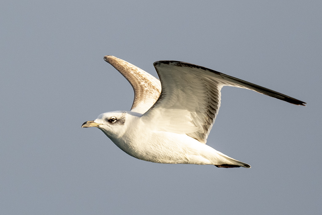 Mew Gull